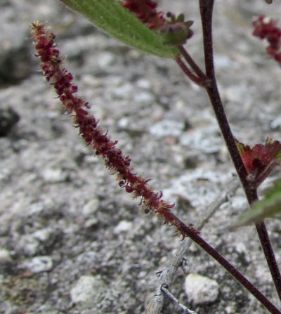 Acalypha adenostachya, photographed by Carlos Martorell