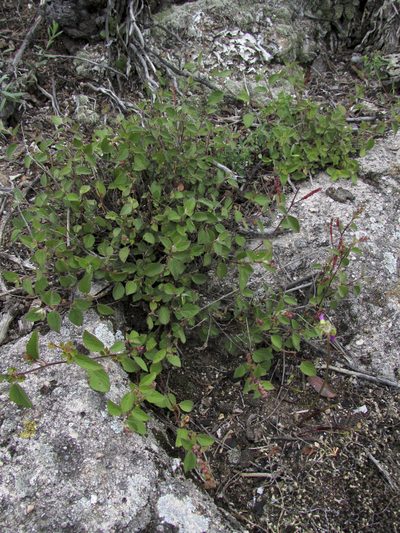 Acalypha adenostachya, photographed by Carlos Martorell