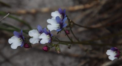 Nemesia affinis, photographed by Tony Rebelo