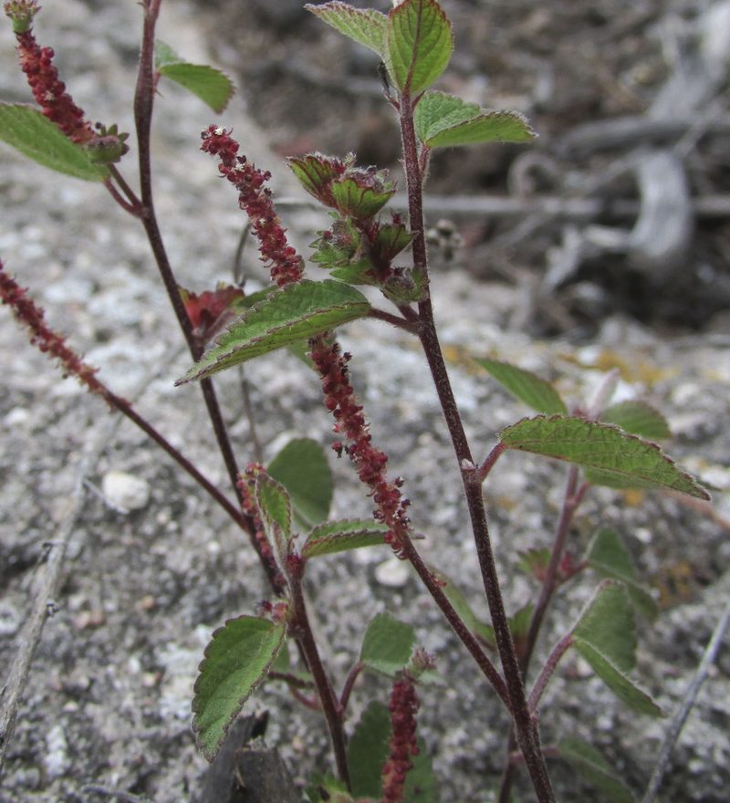 Acalypha adenostachya, photographed by Carlos Martorell