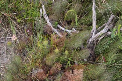 Serruria cyanoides, photographed by Tony Rebelo