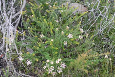 Grevillea buxifolia, photographed by ronavery
