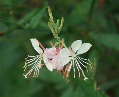 Oenothera demareei, photographed by mayfly1963