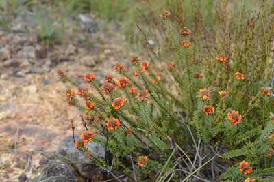 Pultenaea tuberculata, photographed by ronavery