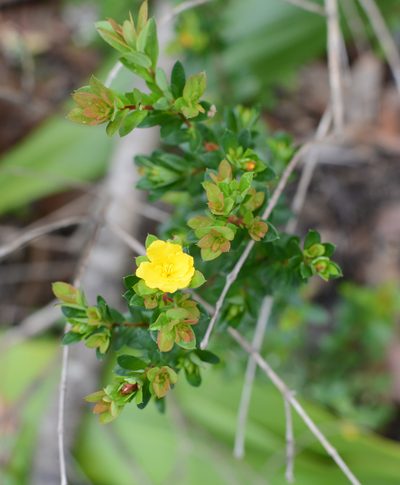 Hibbertia nitida, photographed by ronavery