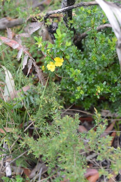 Hibbertia nitida, photographed by ronavery
