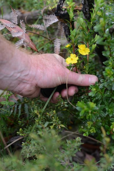 Hibbertia nitida, photographed by ronavery