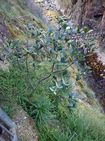 Pittosporum huttonianum, photographed by Peter de Lange