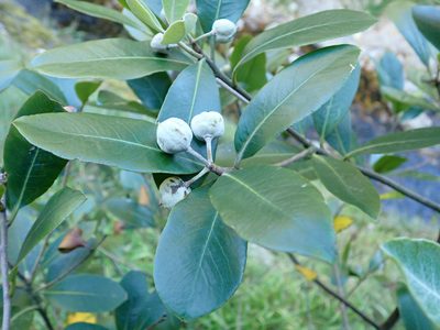 Pittosporum huttonianum, photographed by Peter de Lange