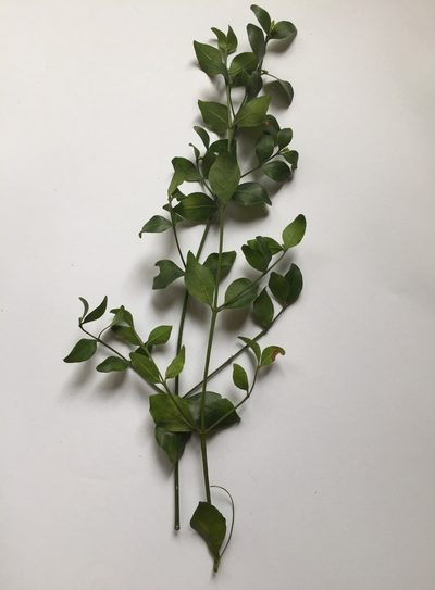Psydrax locuples, photographed by Sunčana Bradley