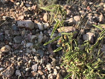 Ayenia filiformis, photographed by CK2AZ