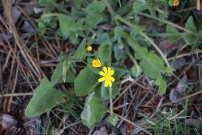 Senecio littoreus, photographed by Tony Rebelo