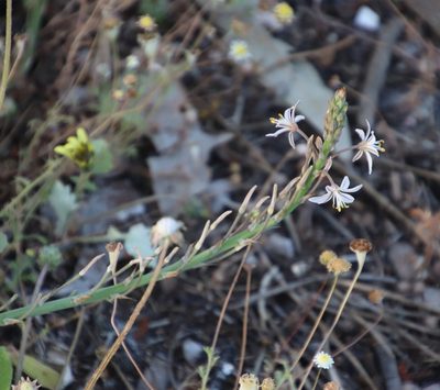 Trachyandra ciliata, photographed by Tony Rebelo
