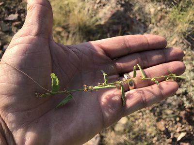 Ayenia filiformis, photographed by CK2AZ