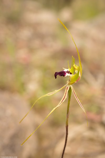 Caladenia atrovespa, photographed by Third Silence