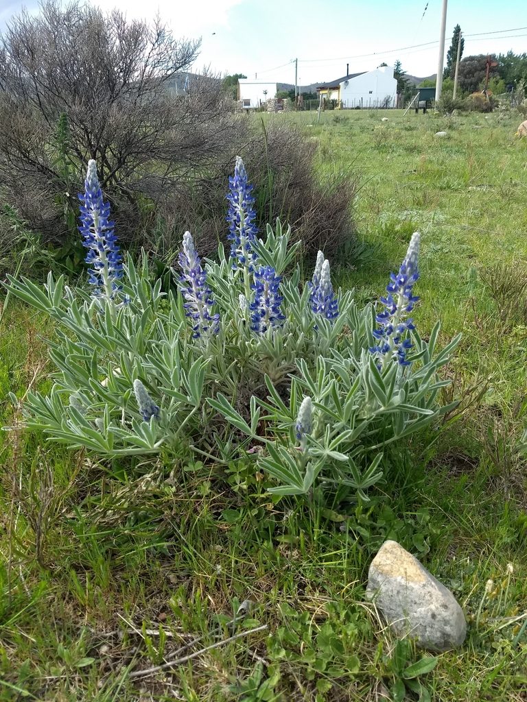 Lupinus aureonitens, photographed by Mauro Fossati