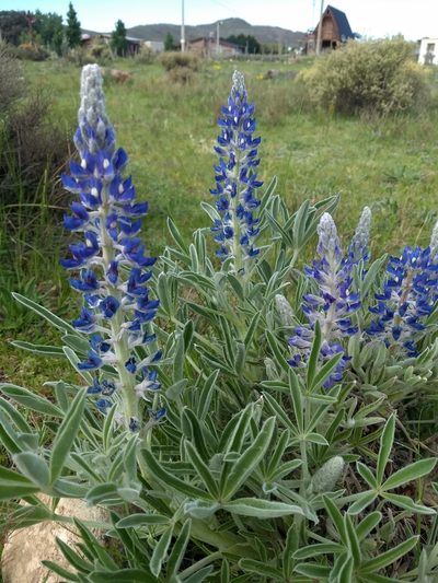 Lupinus aureonitens, photographed by Mauro Fossati