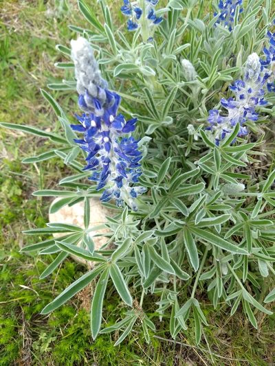 Lupinus aureonitens, photographed by Mauro Fossati