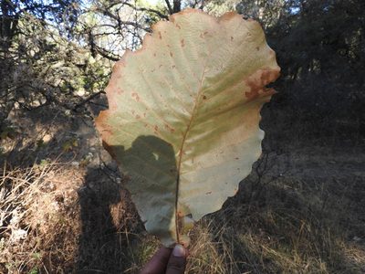 Quercus resinosa, photographed by Oscar Alejandro Morales Juárez