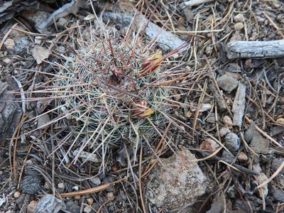 Mammillaria gigantea, photographed by Oscar Alejandro Morales Juárez