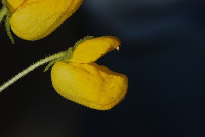 Calceolaria cavanillesii, photographed by aacocucci