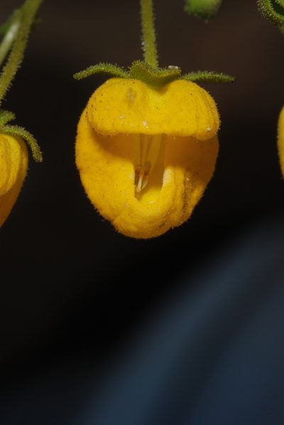 Calceolaria cavanillesii, photographed by aacocucci
