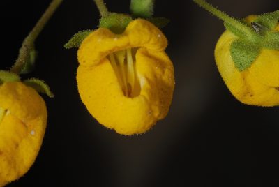 Calceolaria cavanillesii, photographed by aacocucci