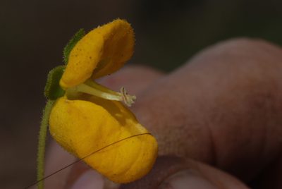 Calceolaria cavanillesii, photographed by aacocucci