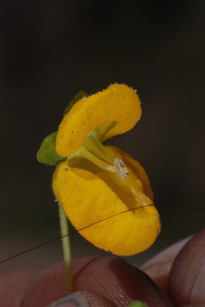 Calceolaria cavanillesii, photographed by aacocucci