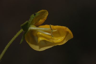 Calceolaria cavanillesii, photographed by aacocucci