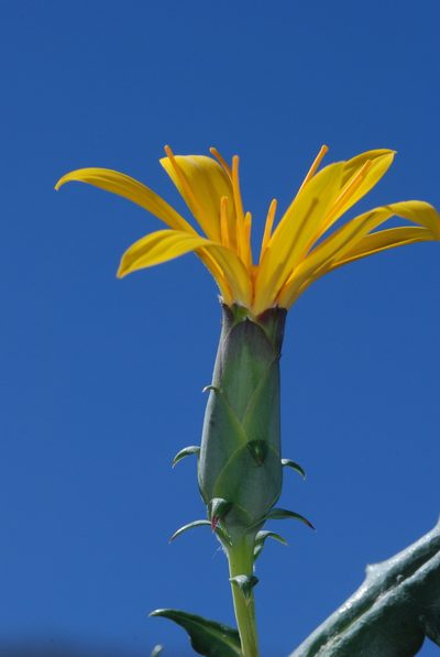 Mutisia retrorsa, photographed by aacocucci