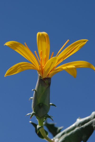 Mutisia retrorsa, photographed by aacocucci