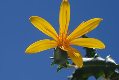 Mutisia retrorsa, photographed by aacocucci