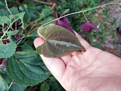 Dioscorea dodecaneura, photographed by Adam Pitcher