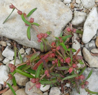 Ammannia coccinea, photographed by saltyhiker