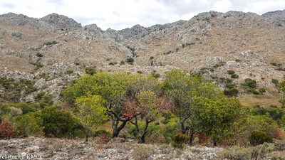 Uapaca bojeri, photographed by Romer N. Rabarijaona