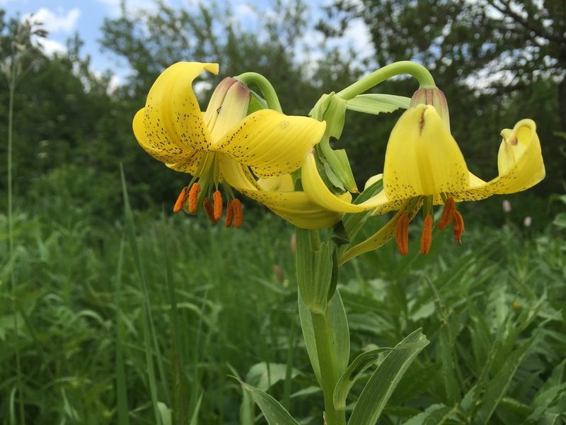 Lilium armenum, photographed by Andre Hosper