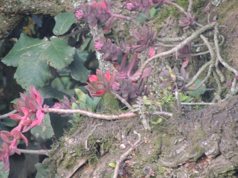 Echeveria rosea, photographed by Tereso Hernández Morales