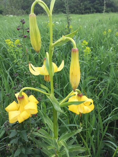Lilium armenum, photographed by Andre Hosper