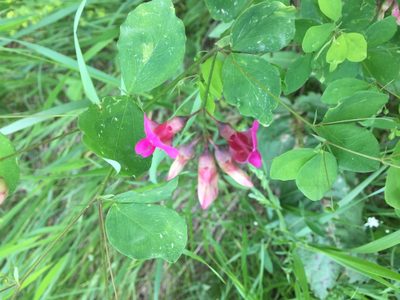 Lathyrus roseus, photographed by Andre Hosper