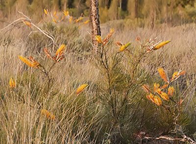 Grevillea eriostachya, photographed by Seig