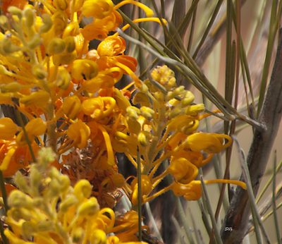 Grevillea juncifolia, photographed by Seig
