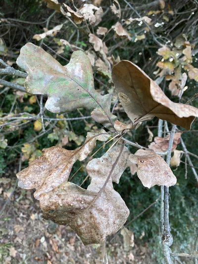 Quercus similis, photographed by Alan Weakley