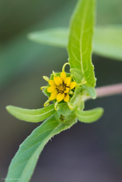 Melampodium longicorne, photographed by Ken-ichi Ueda