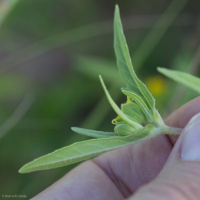 Melampodium longicorne, photographed by Ken-ichi Ueda