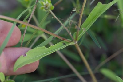 Melampodium longicorne, photographed by Ken-ichi Ueda