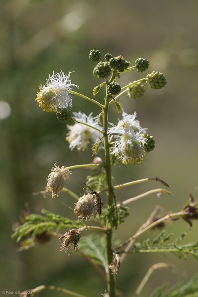 Desmanthus bicornutus, photographed by Ken-ichi Ueda