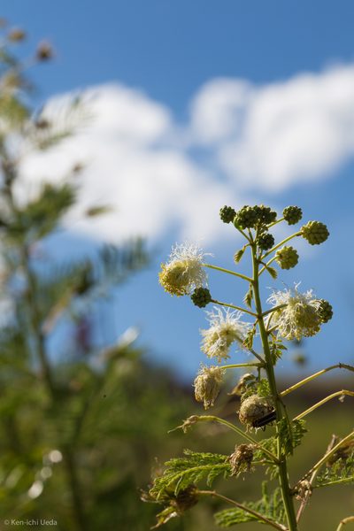 Desmanthus bicornutus, photographed by Ken-ichi Ueda