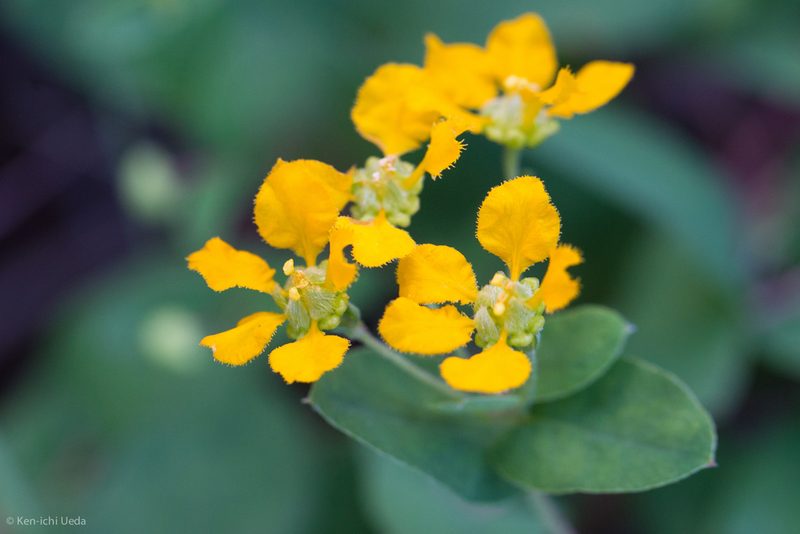 Aspicarpa hirtella, photographed by Ken-ichi Ueda