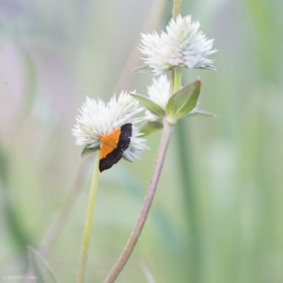 Gomphrena sonorae, photographed by Ken-ichi Ueda